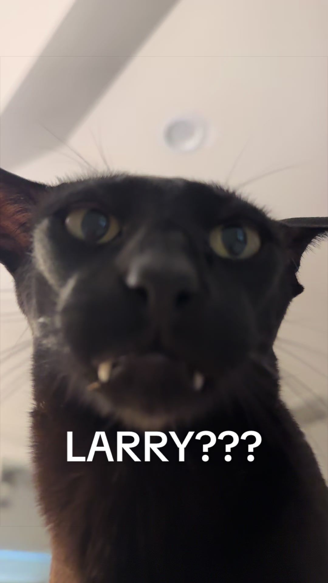 @hobbikats