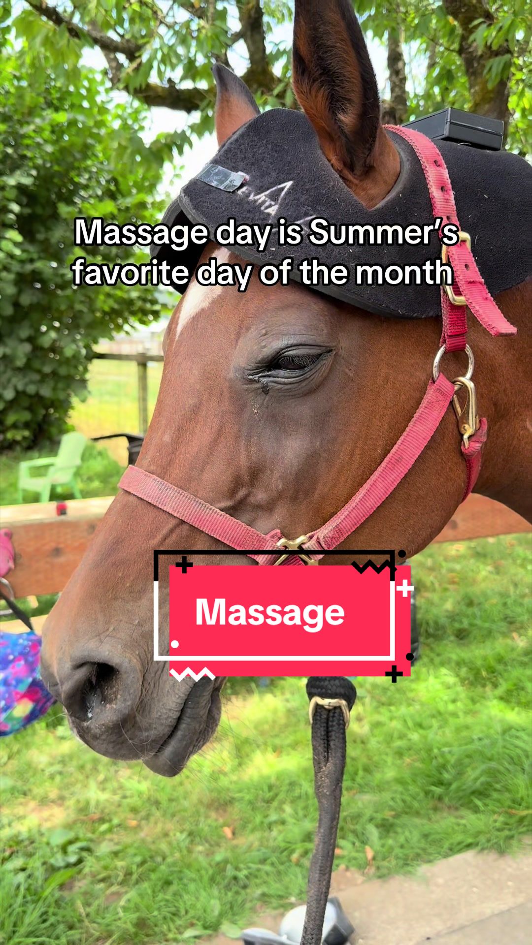@BlueStarEquestrian