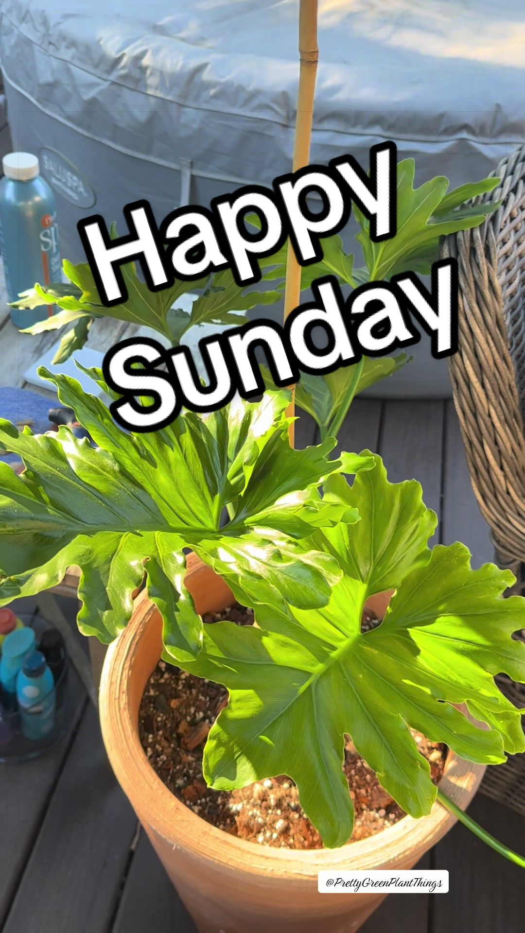 @PrettyGreenPlantThings