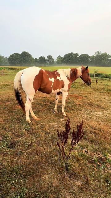 @yourhorseandponyleader