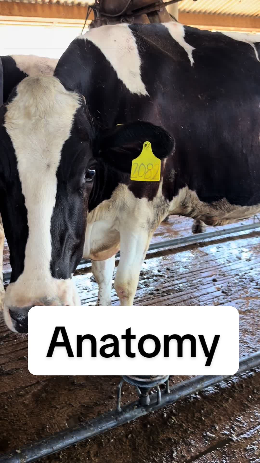 @Dairy Vet Dr. Michelle