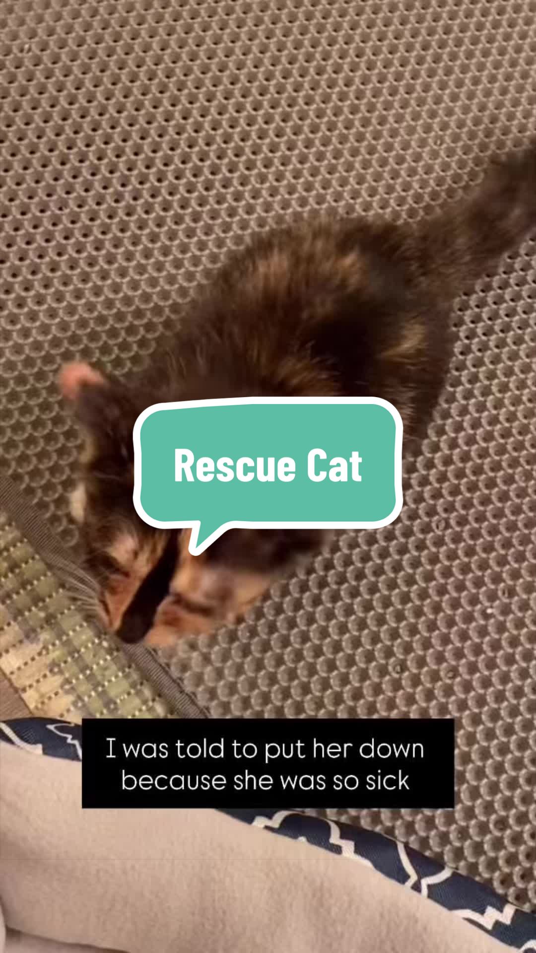 @SnickersTheSmilingCat