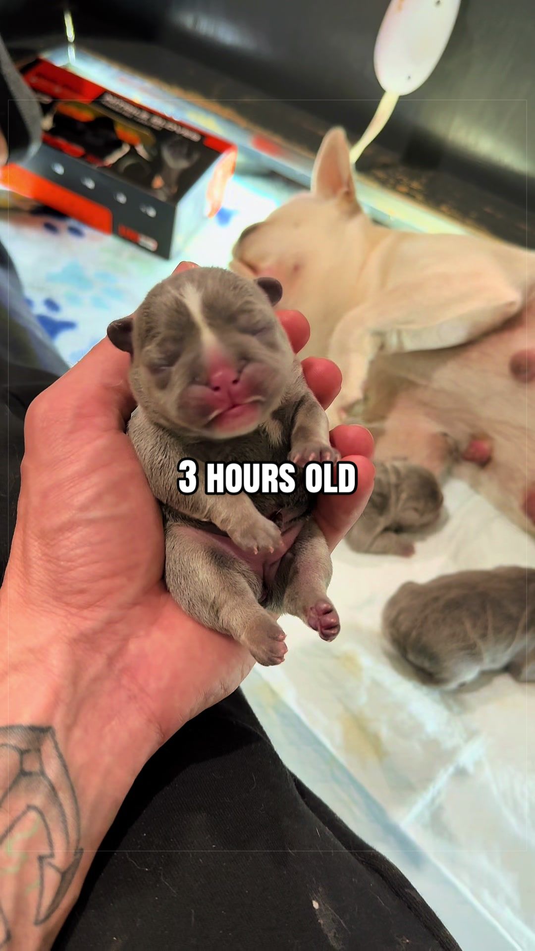 @The Bulldog Breeder