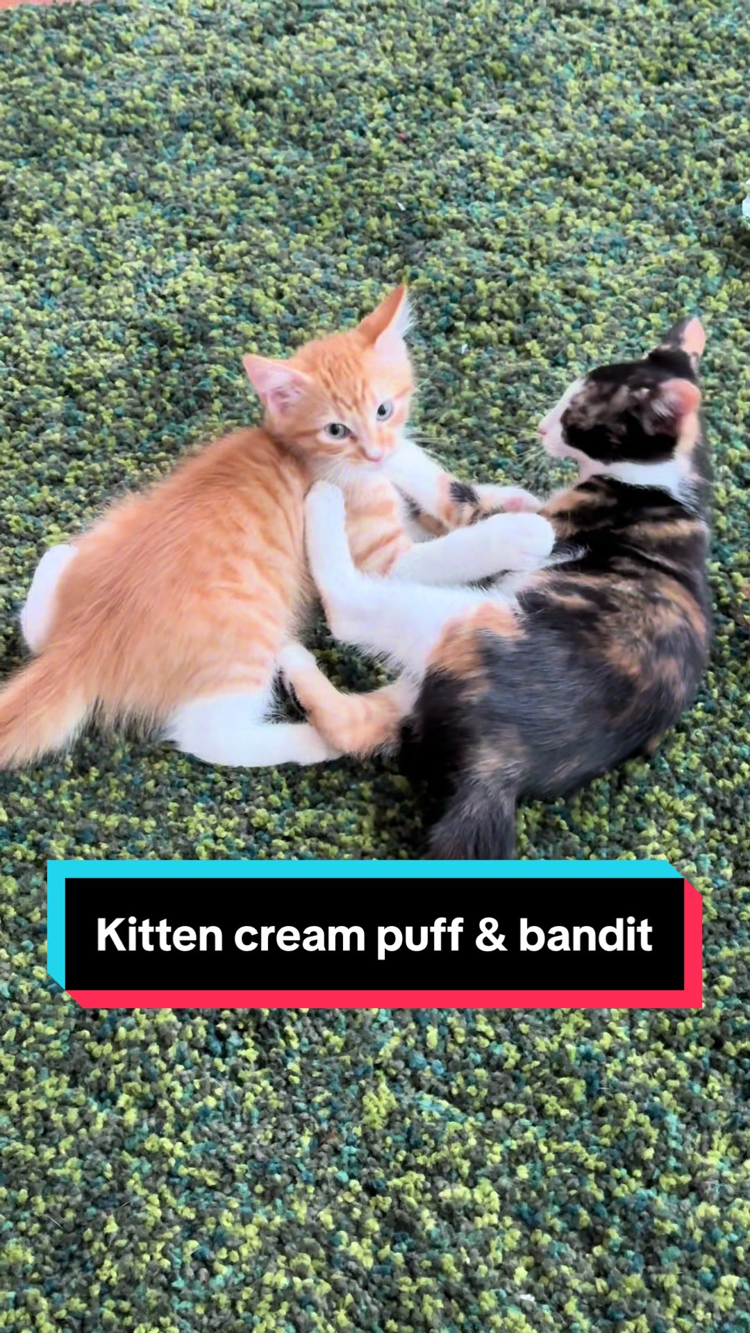 @meloncreamcat