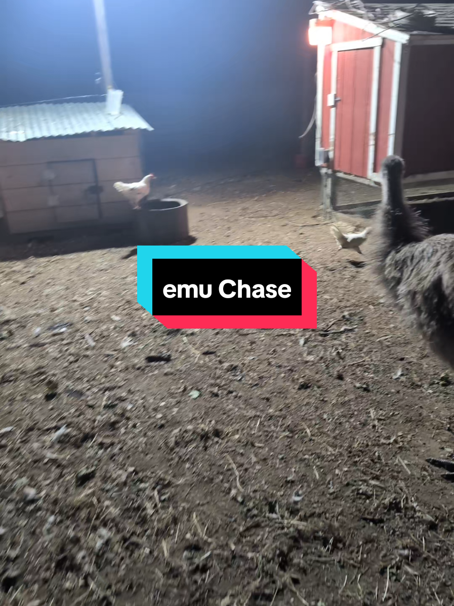@Chickens & Bullies