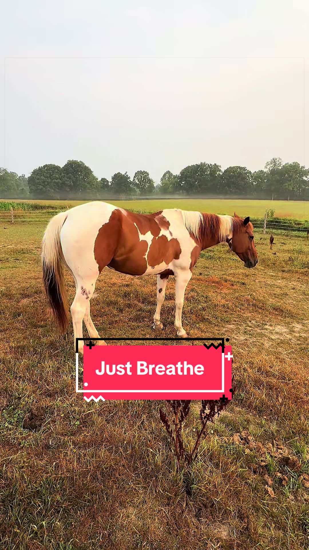 @yourhorseandponyleader