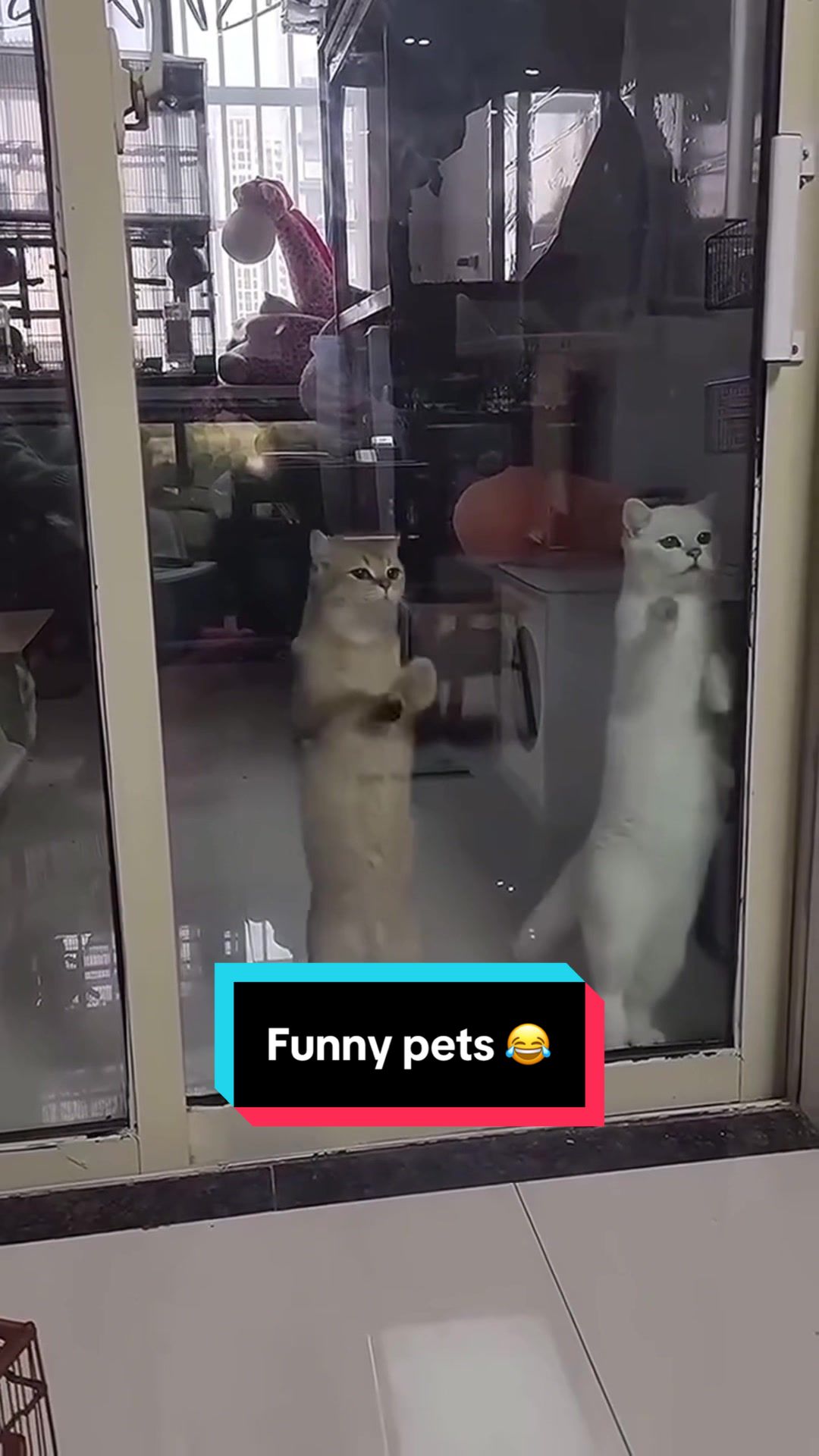 @Funny bunny