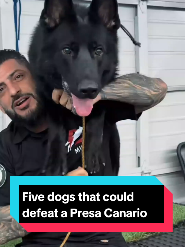 @The pet post