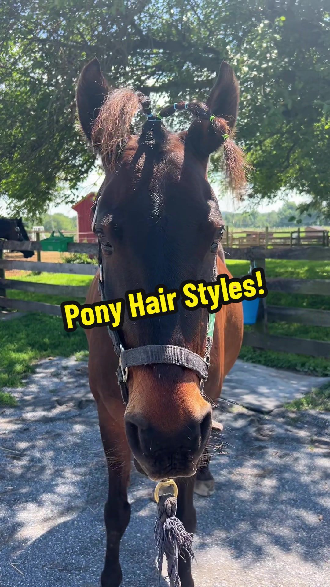 @Days End Farm Horse Rescue