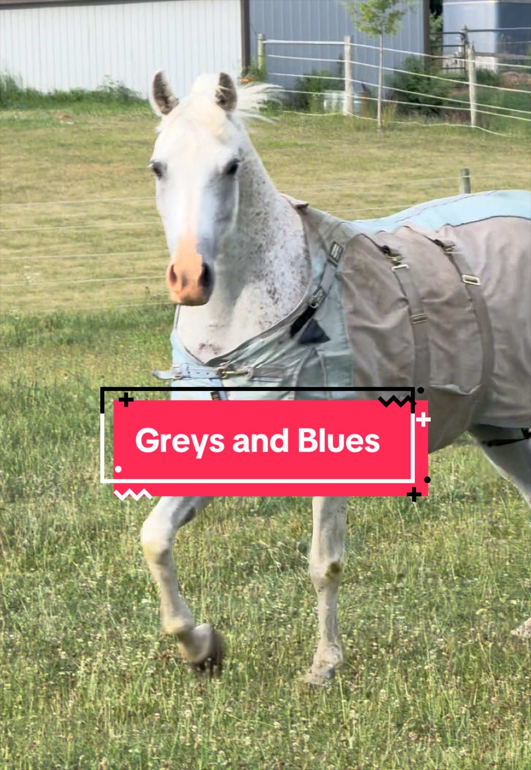 @yourhorseandponyleader