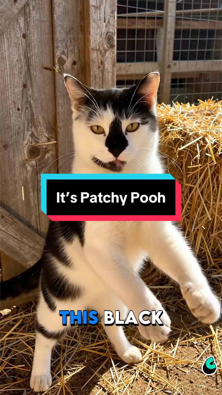 @catlover313official