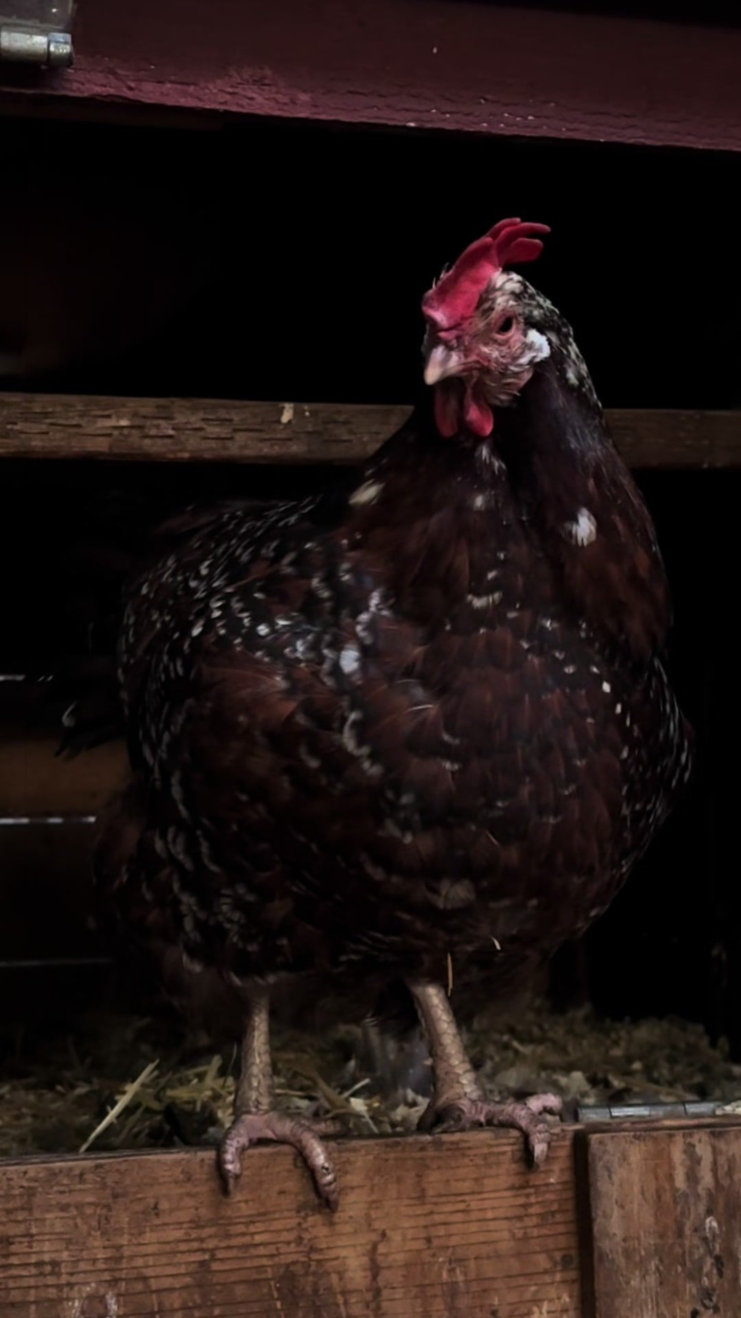 @FusterCluck Farm