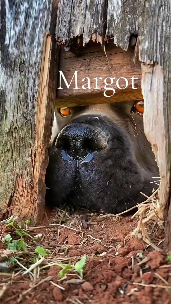 @MyDogMargot