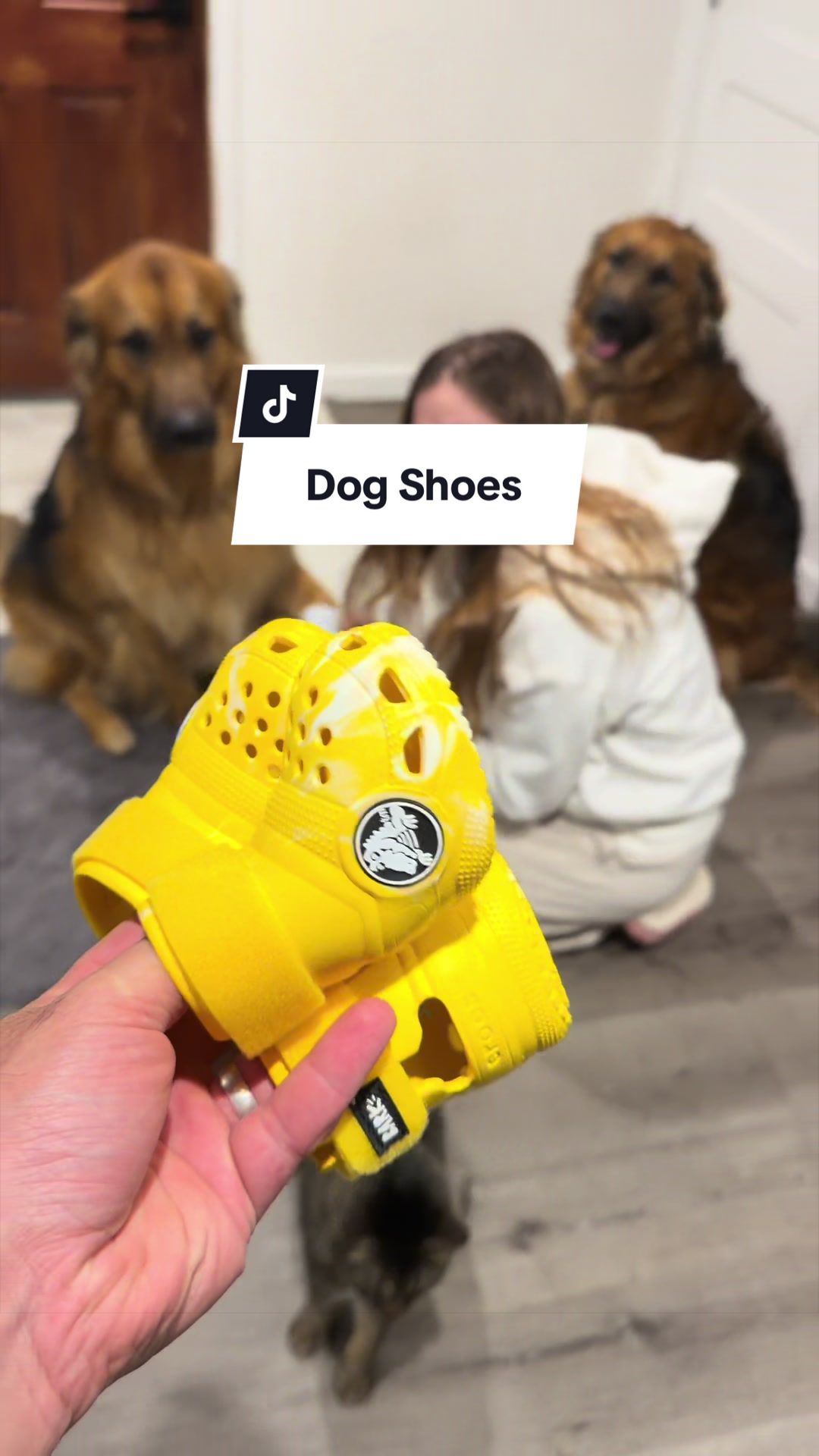 @lifewithgoldenshepherds
