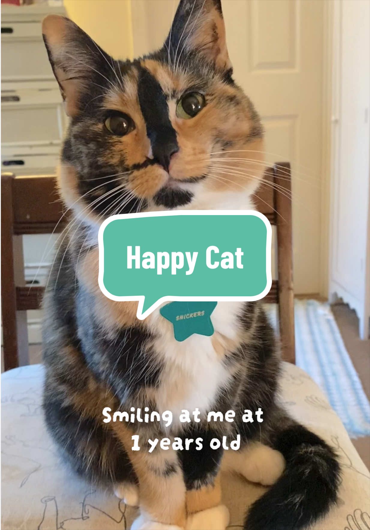 @SnickersTheSmilingCat