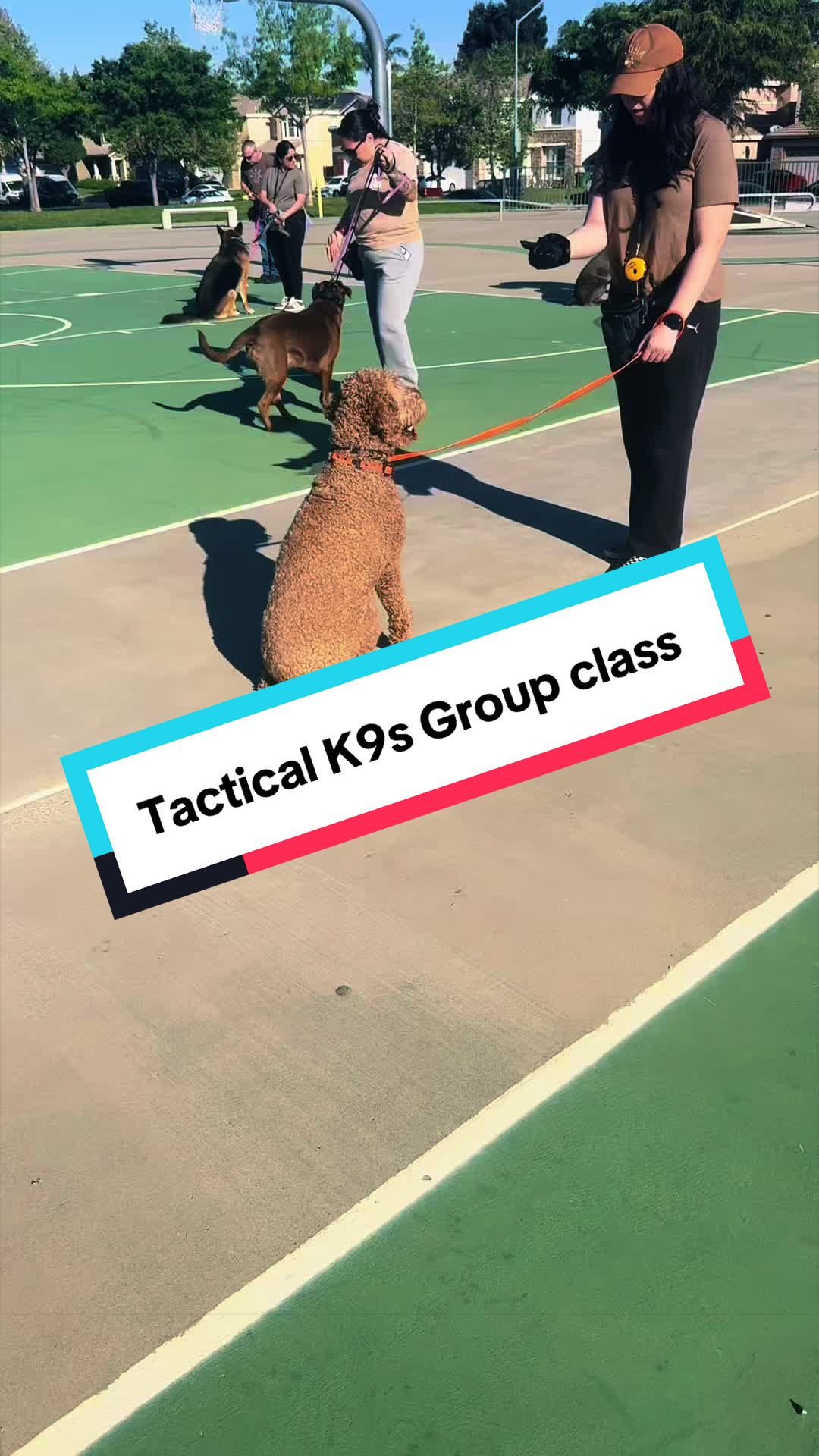 @Tactical K9s Dog Training