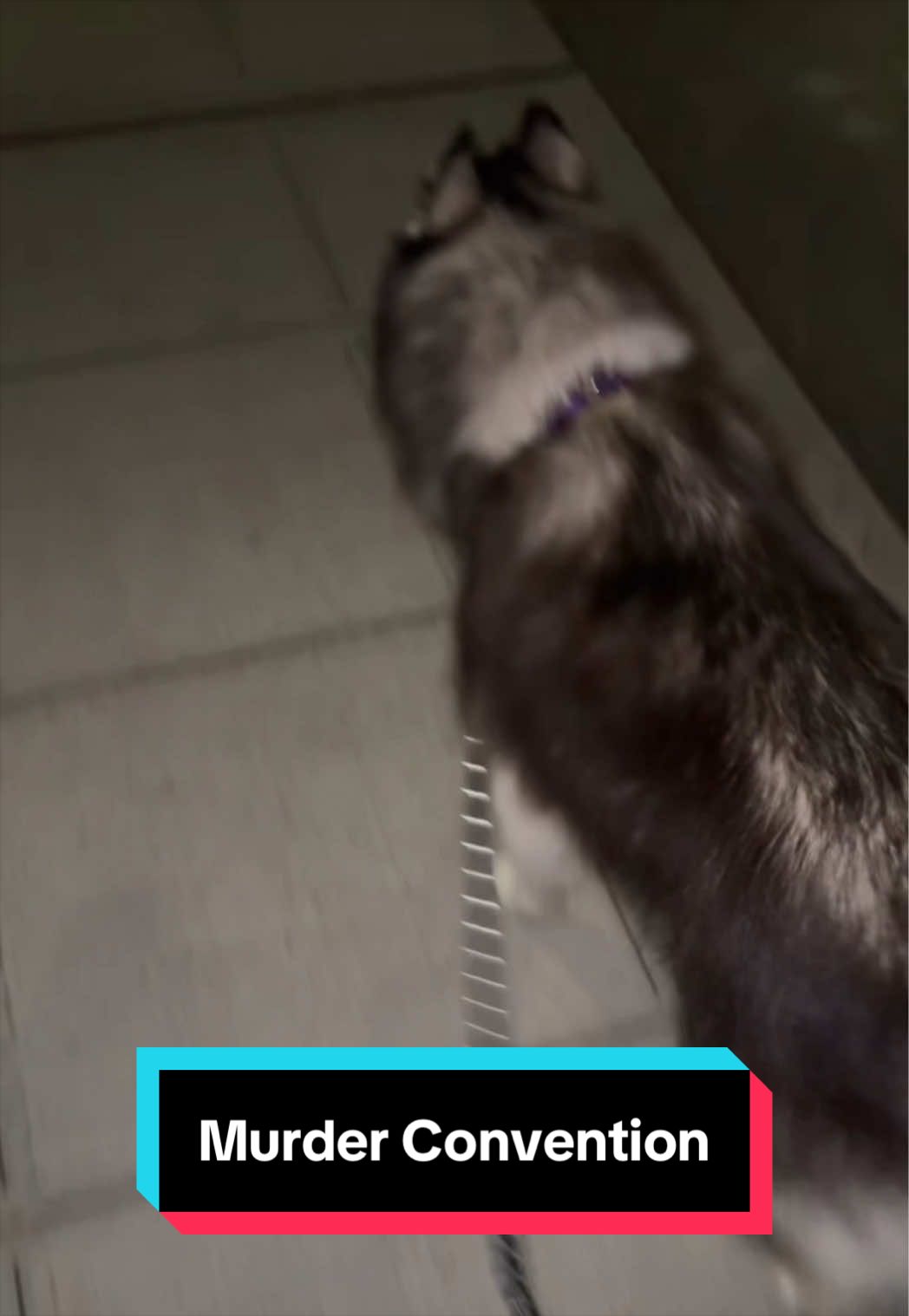 @Siberian Derpskies