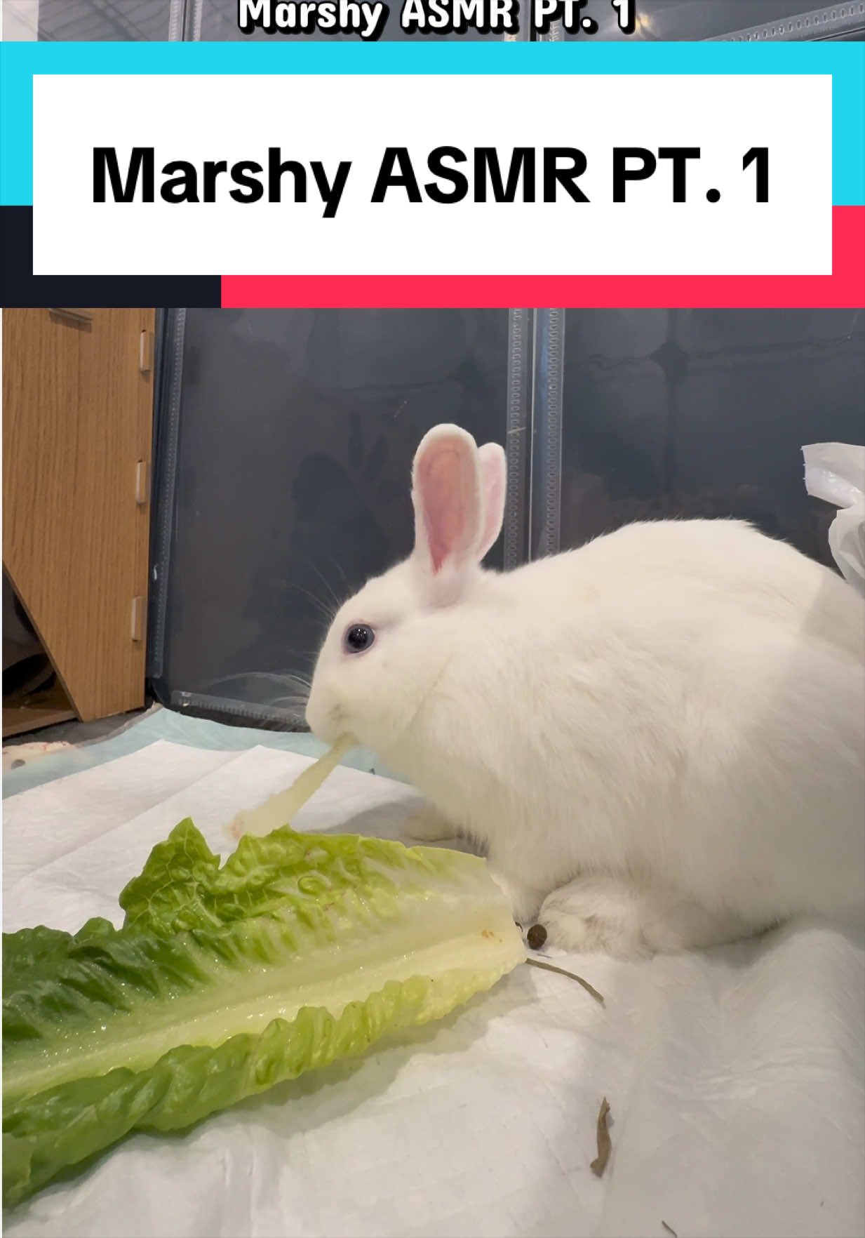 @bunsandhustles