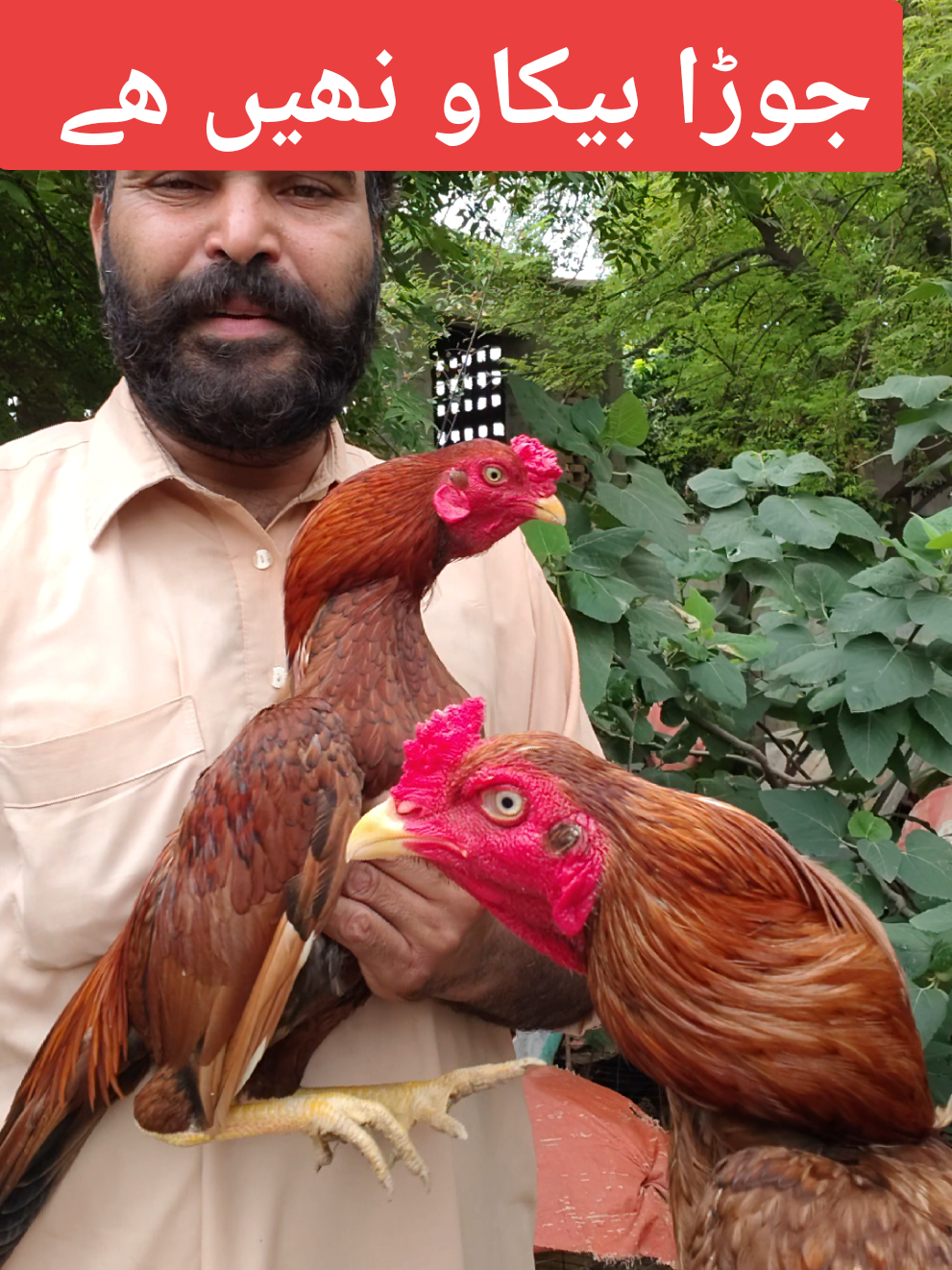 @faizan aseel farm 786