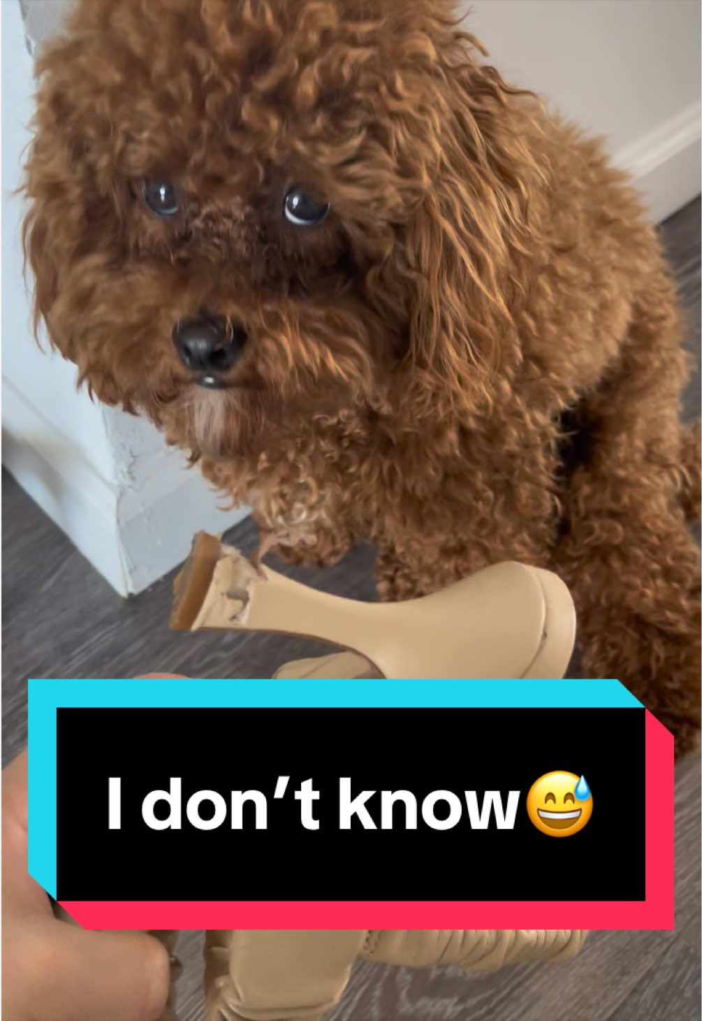 @Gizmo🧸