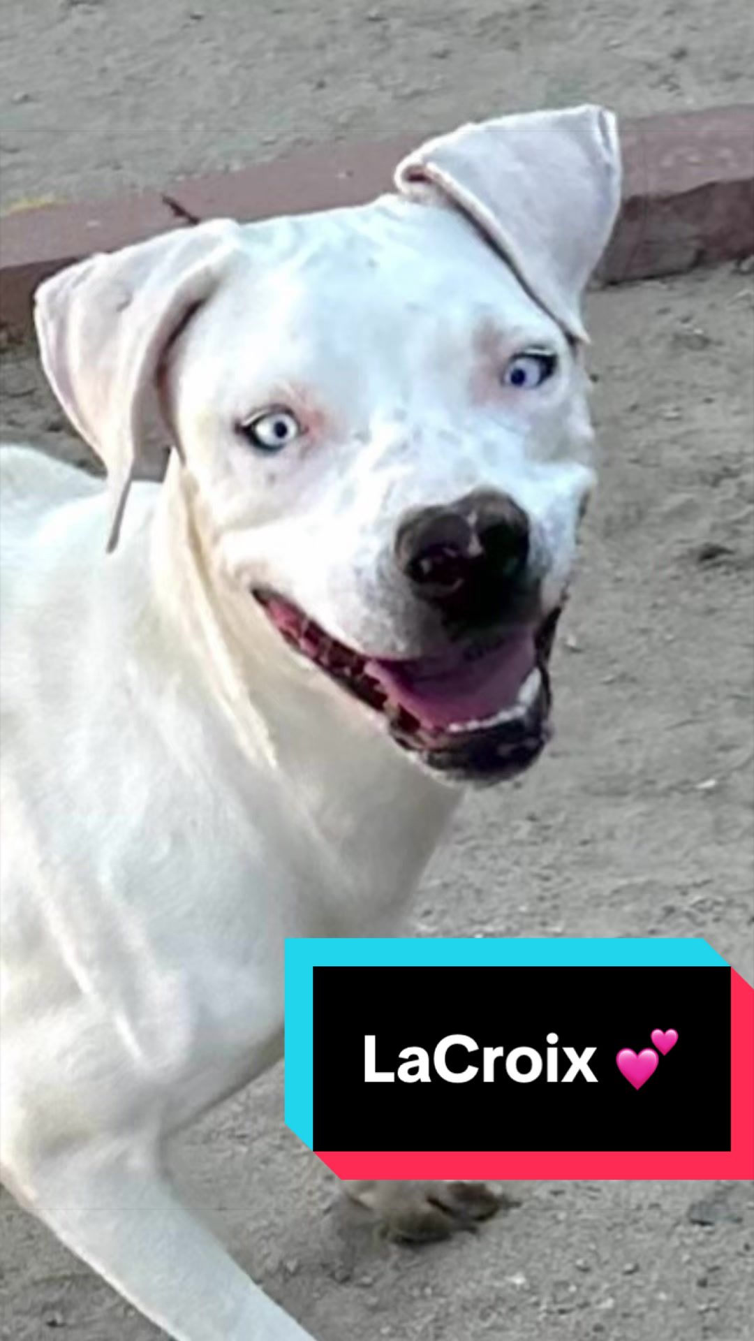 @Joyful Pets