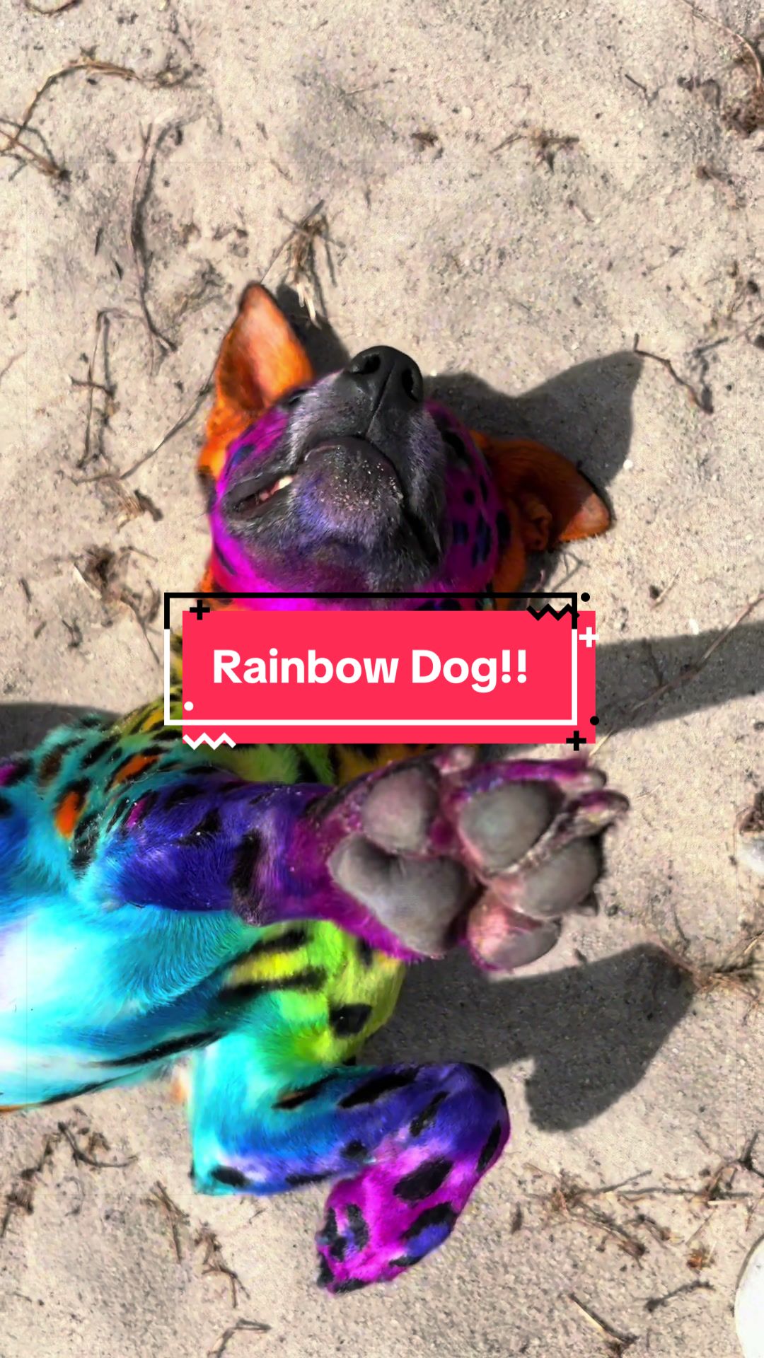 @ThatRainbowCat🌈