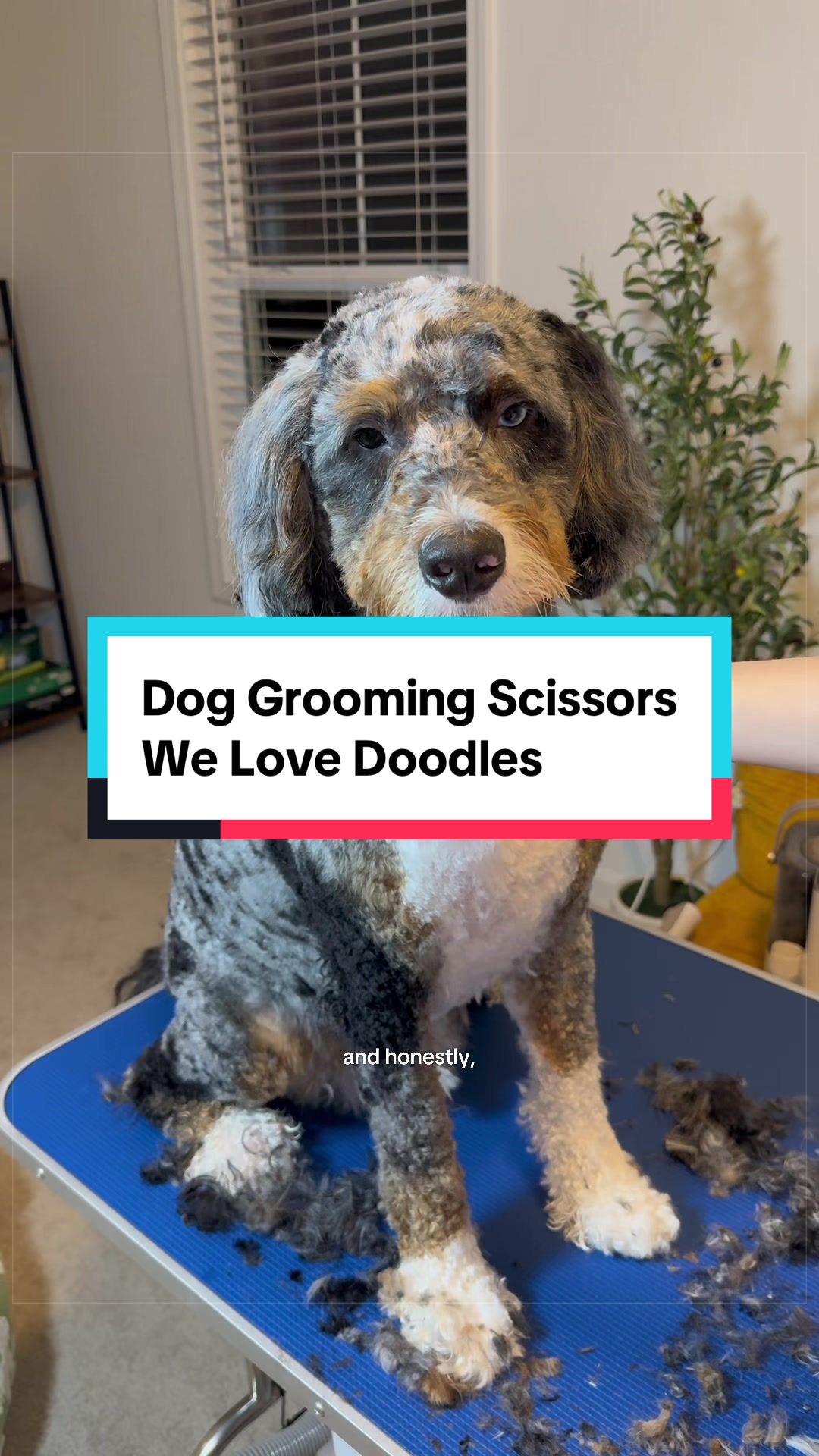 @Archie The Bernedoodle