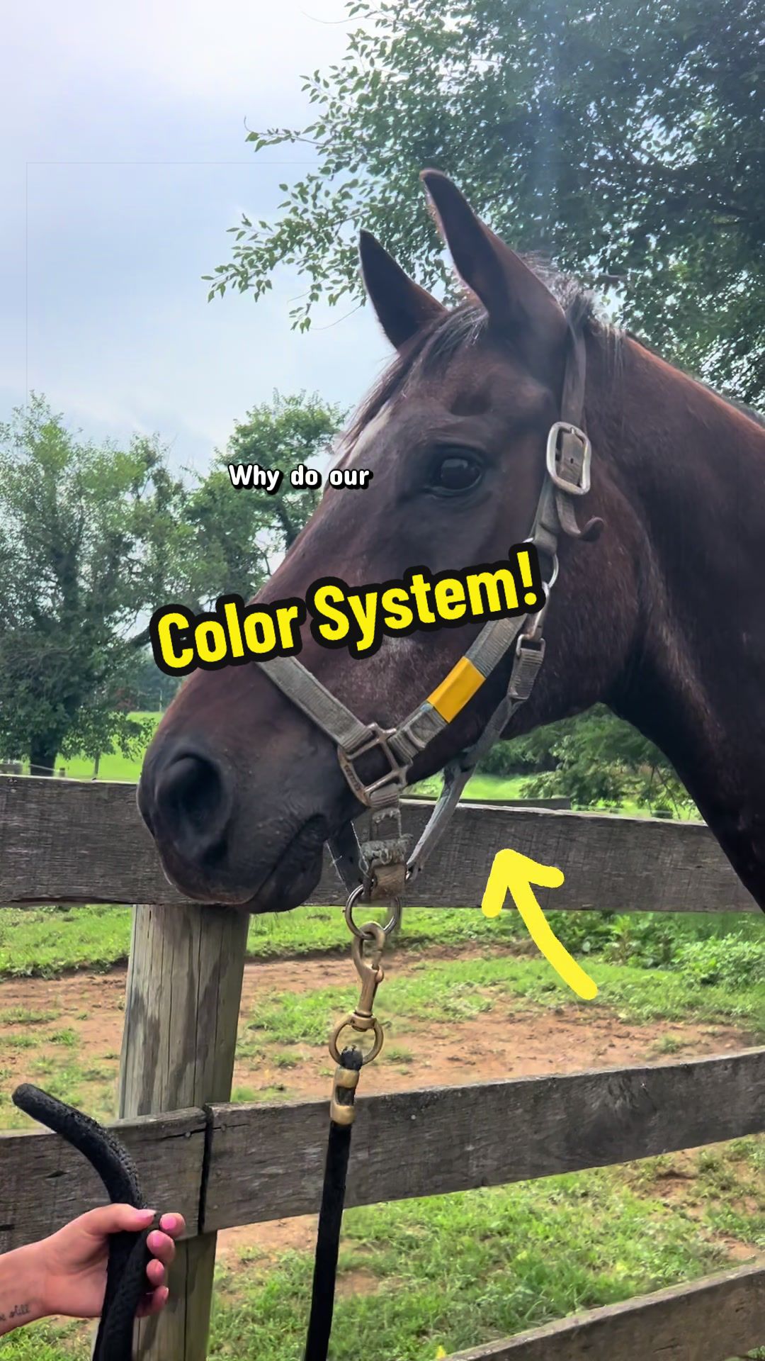 @Days End Farm Horse Rescue
