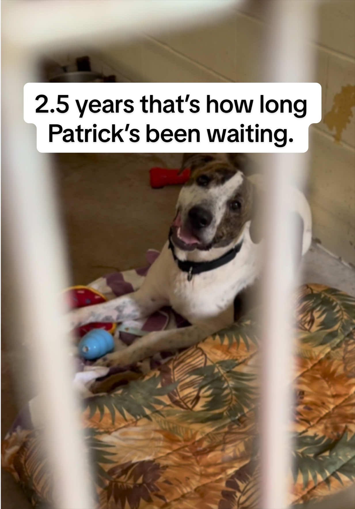@Cassondra | Maui Shelter Dogs