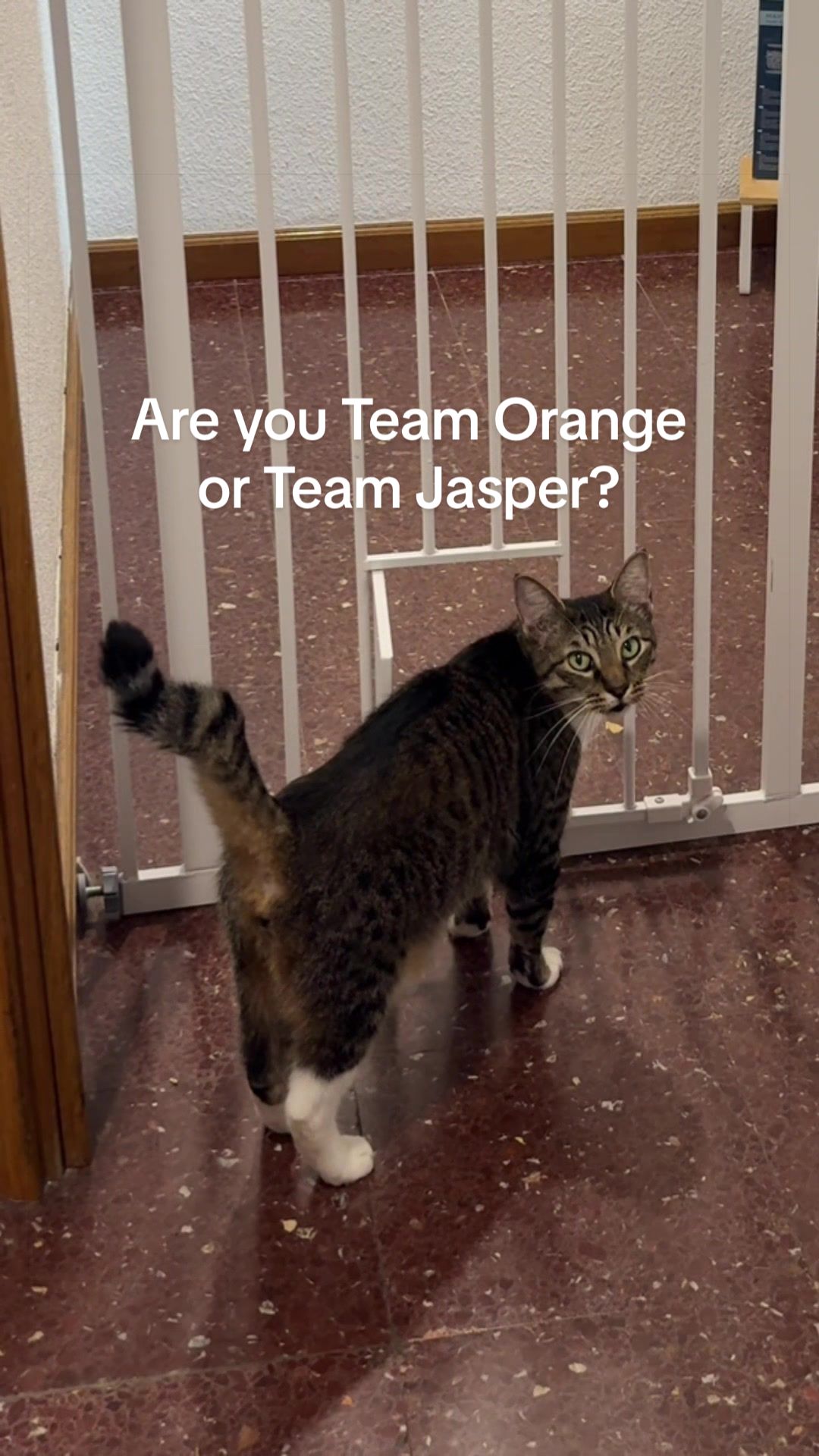 @Jasper & The Orange