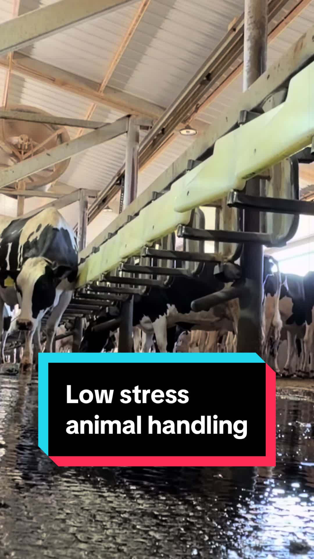 @Dairy Vet Dr. Michelle