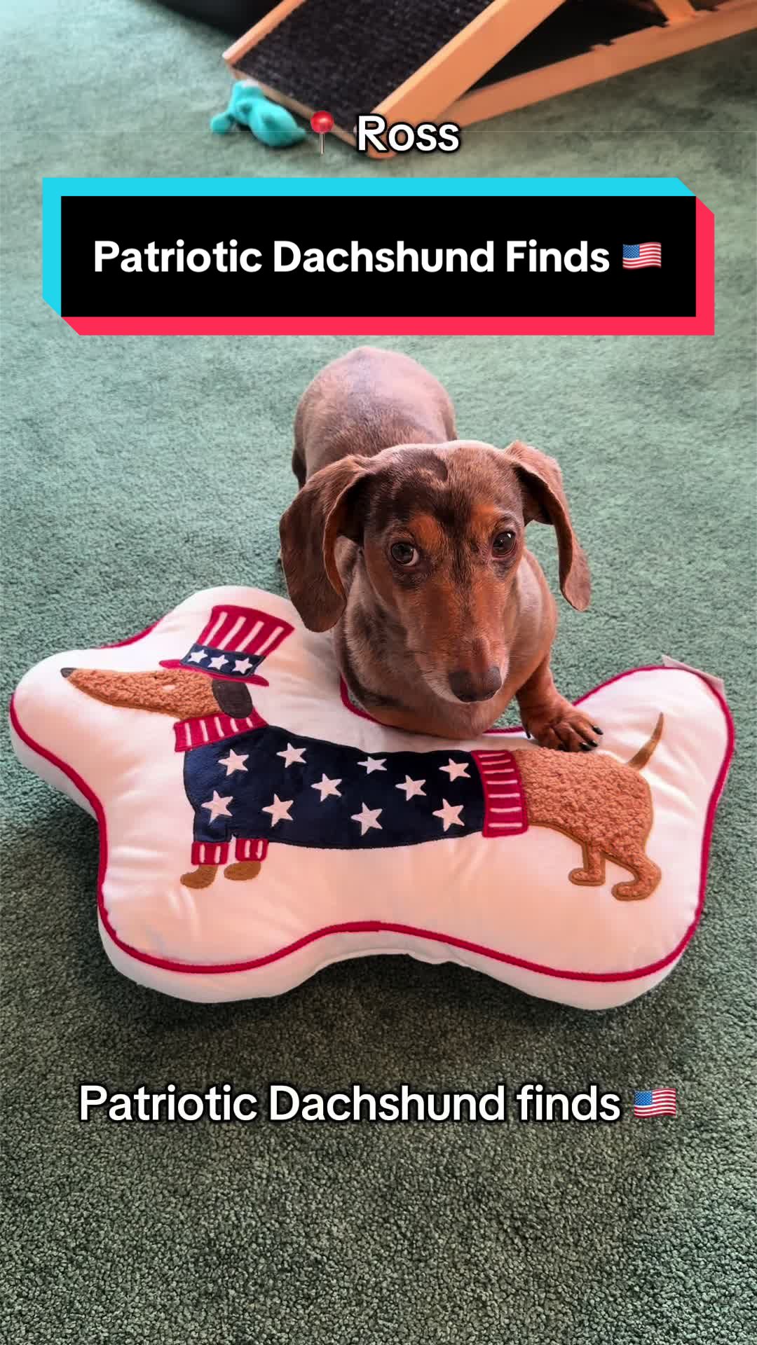 @NormanTheWienerDog