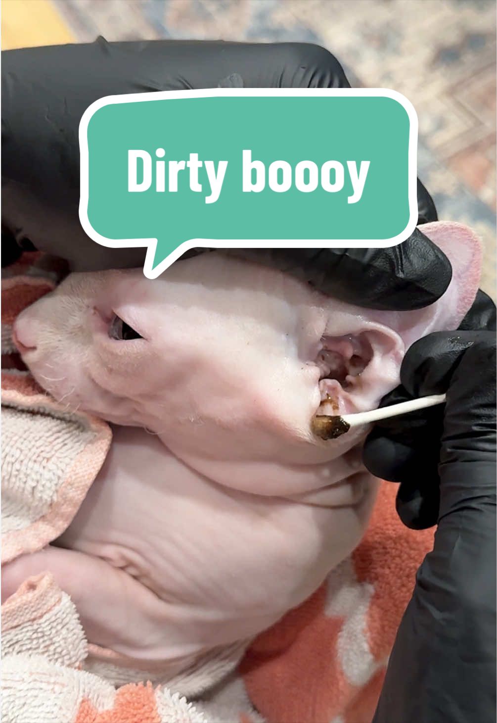 @Boba’s Buds Minskin Cats