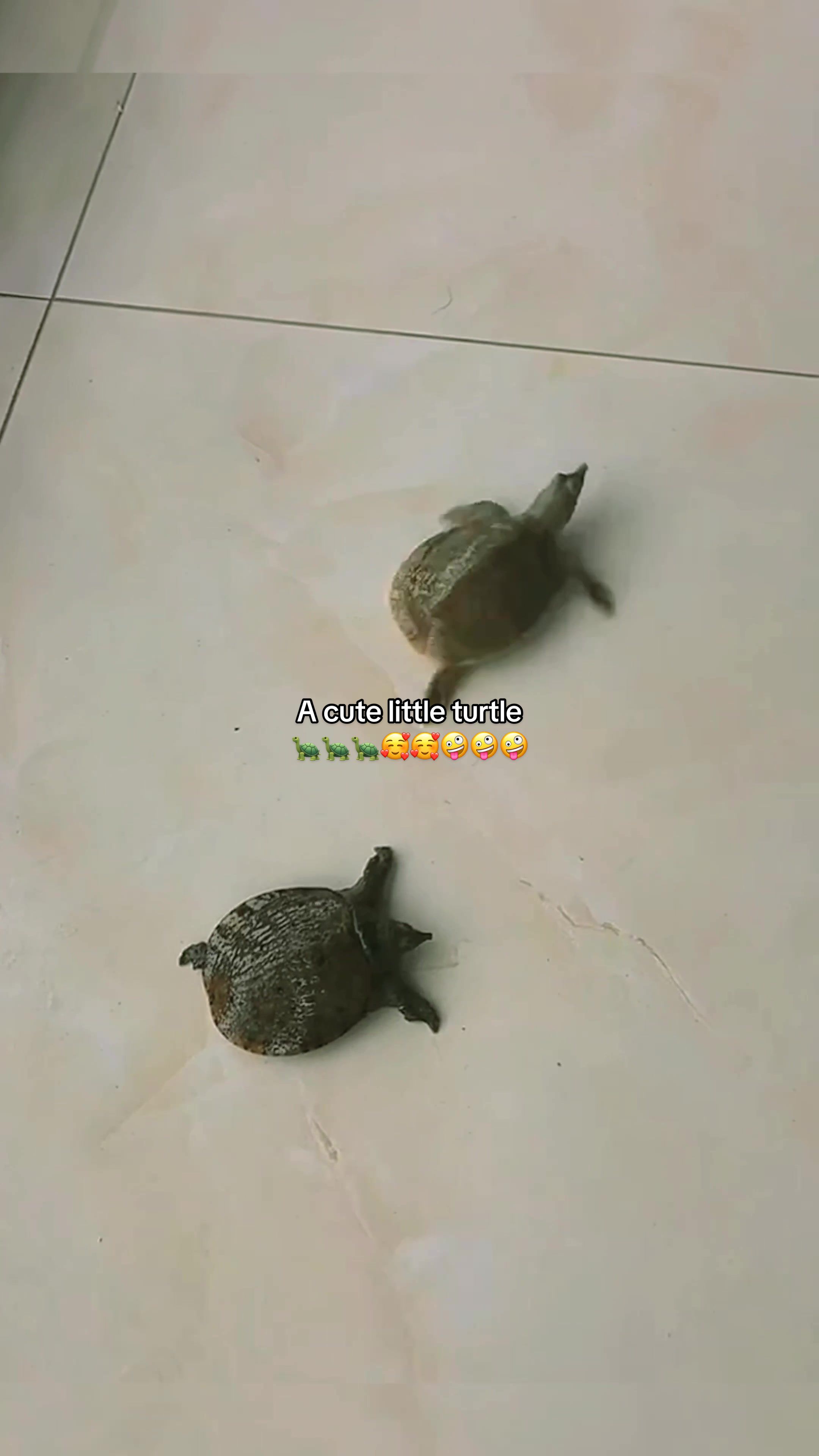 @Mr. Turtle