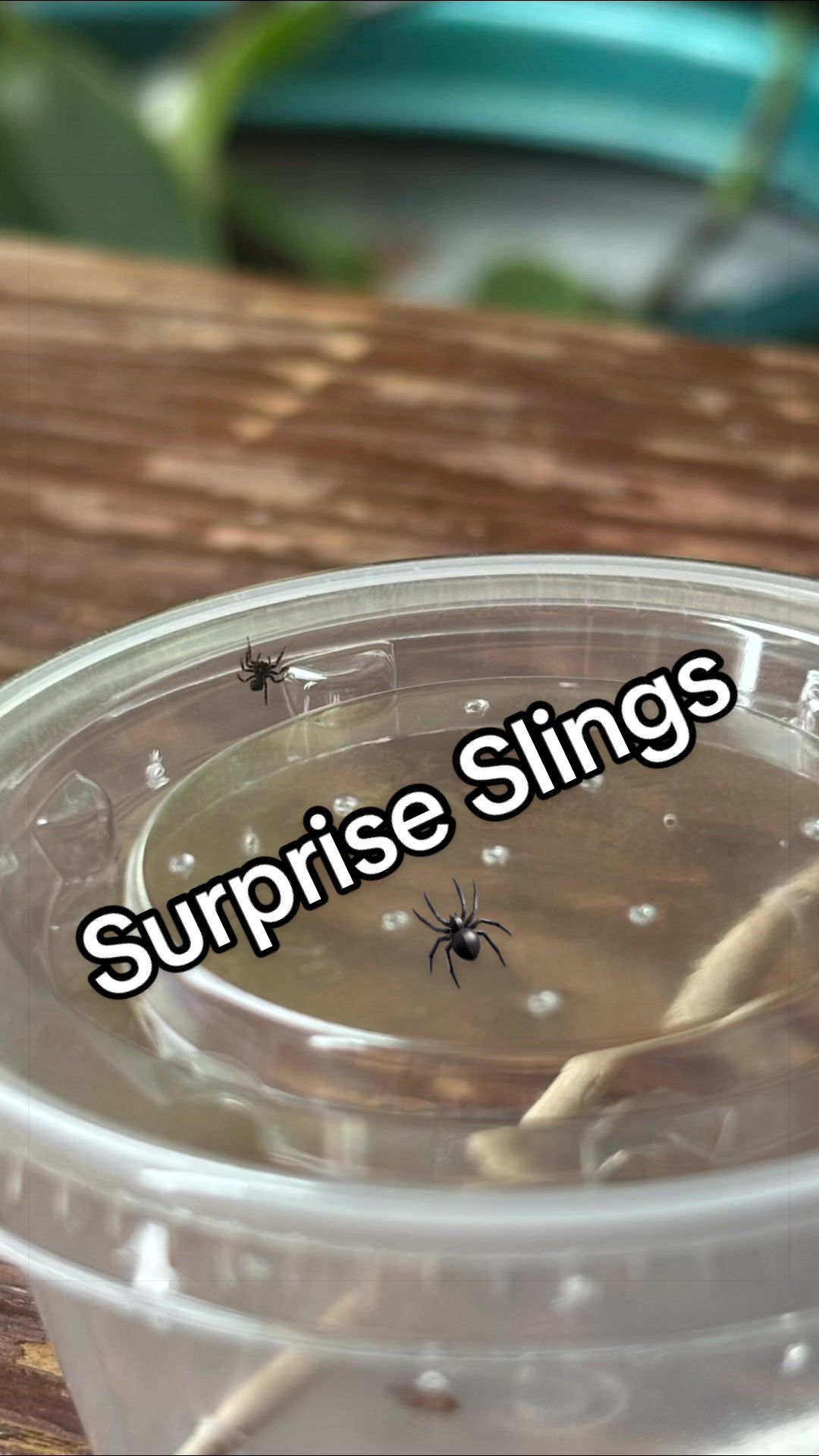 @𝔸𝕝𝕪𝕤𝕤𝕒 𝕃𝕒𝕟𝕖