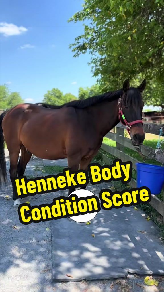 @Days End Farm Horse Rescue