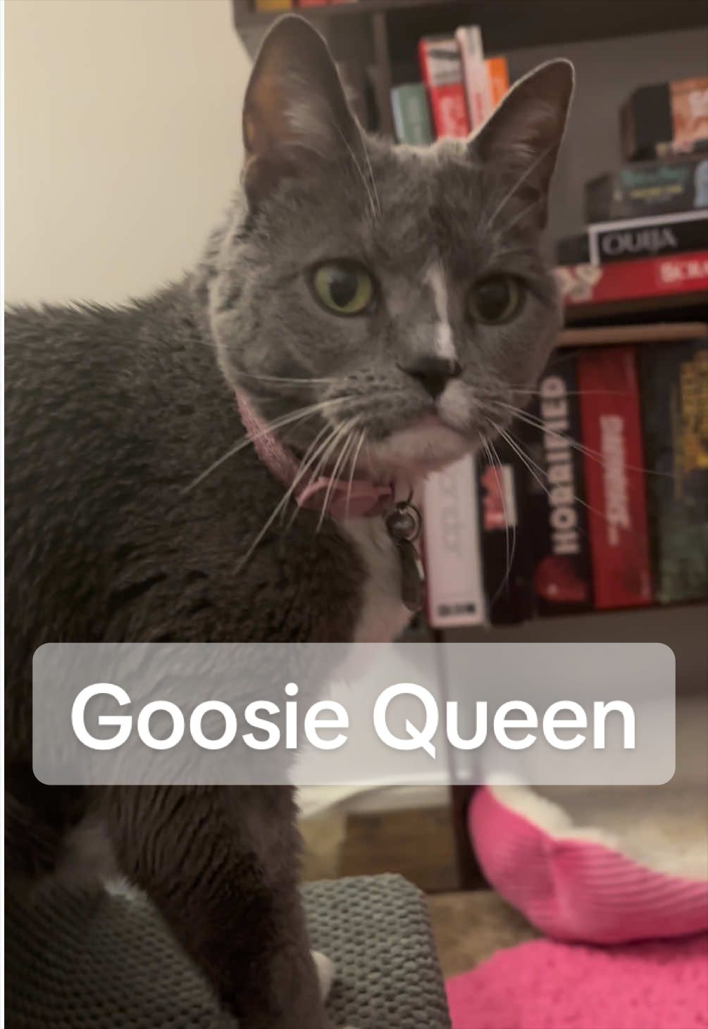 @goosie.gurl