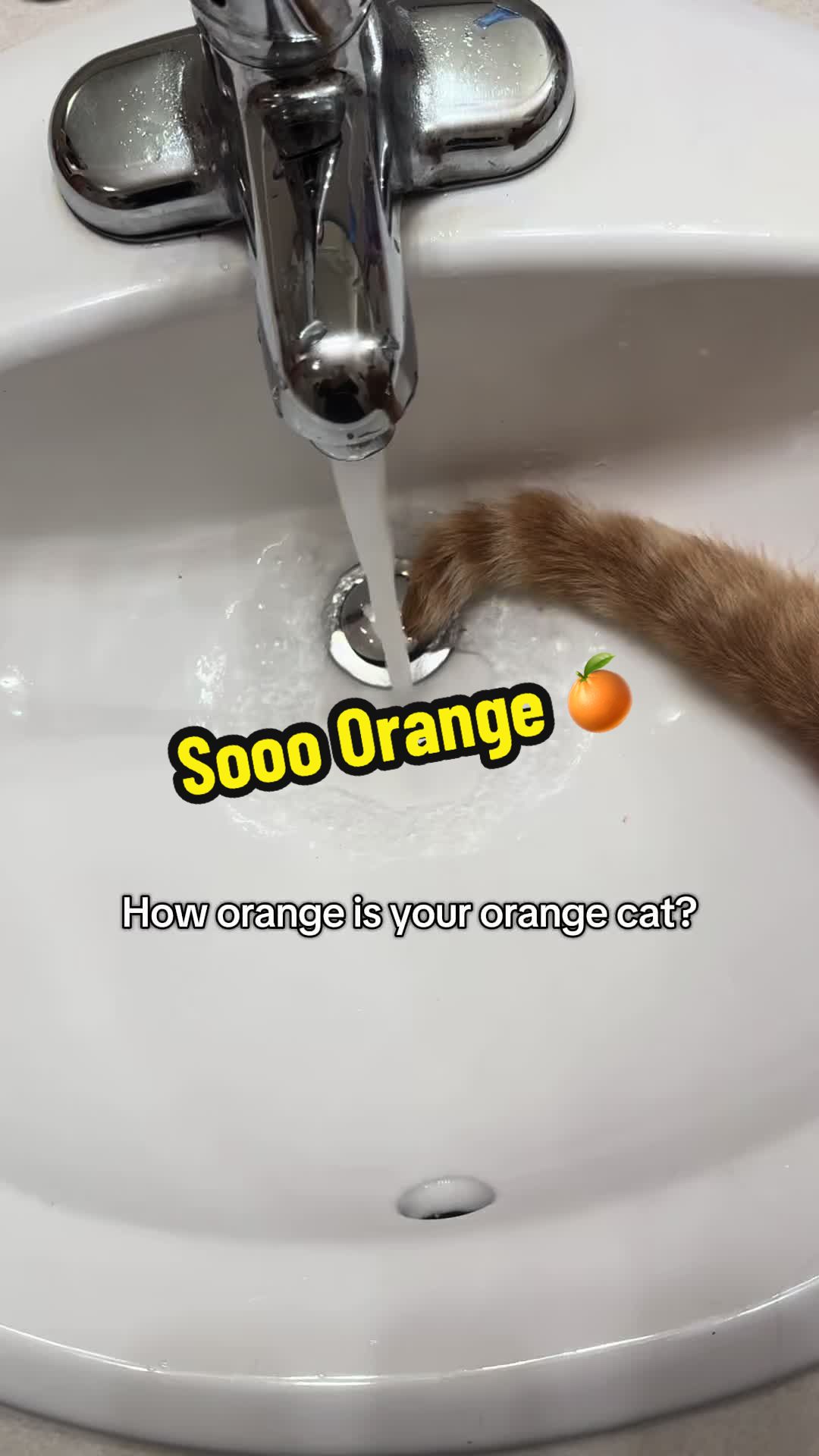 @DooDooCAT