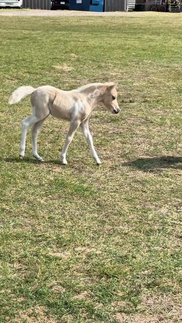 @Dr.Nicole-VetMed