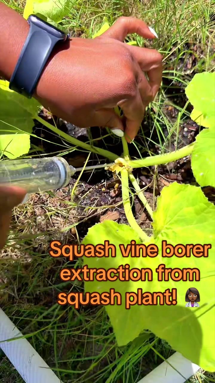 @Our Texas Garden | zone8b