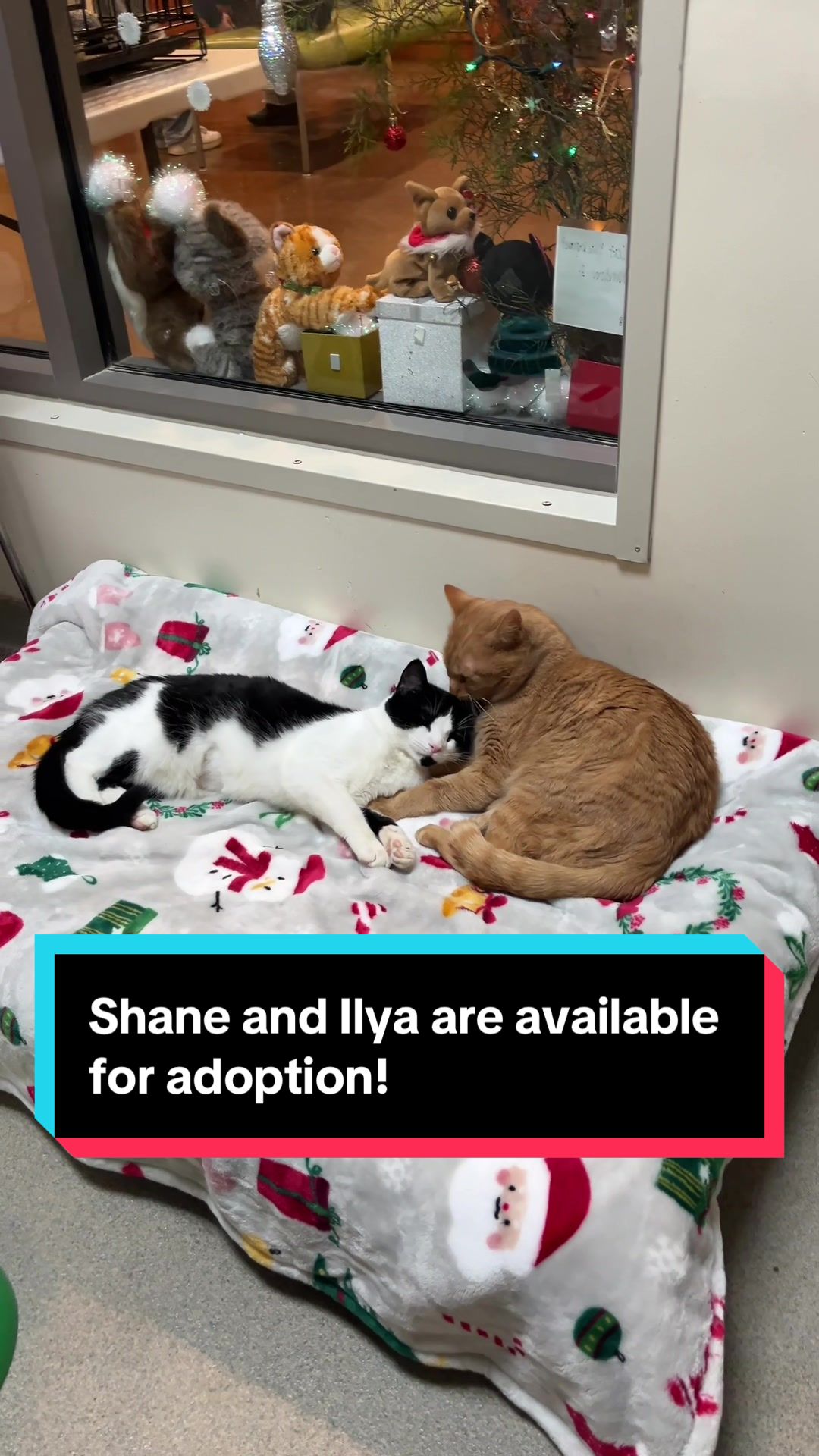 @Lynchburg Humane Society