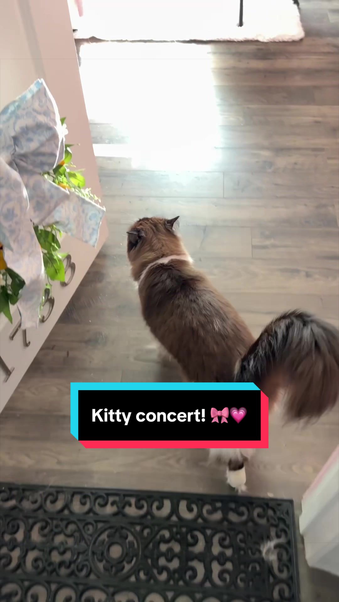 @Meredith Ragdoll Cat