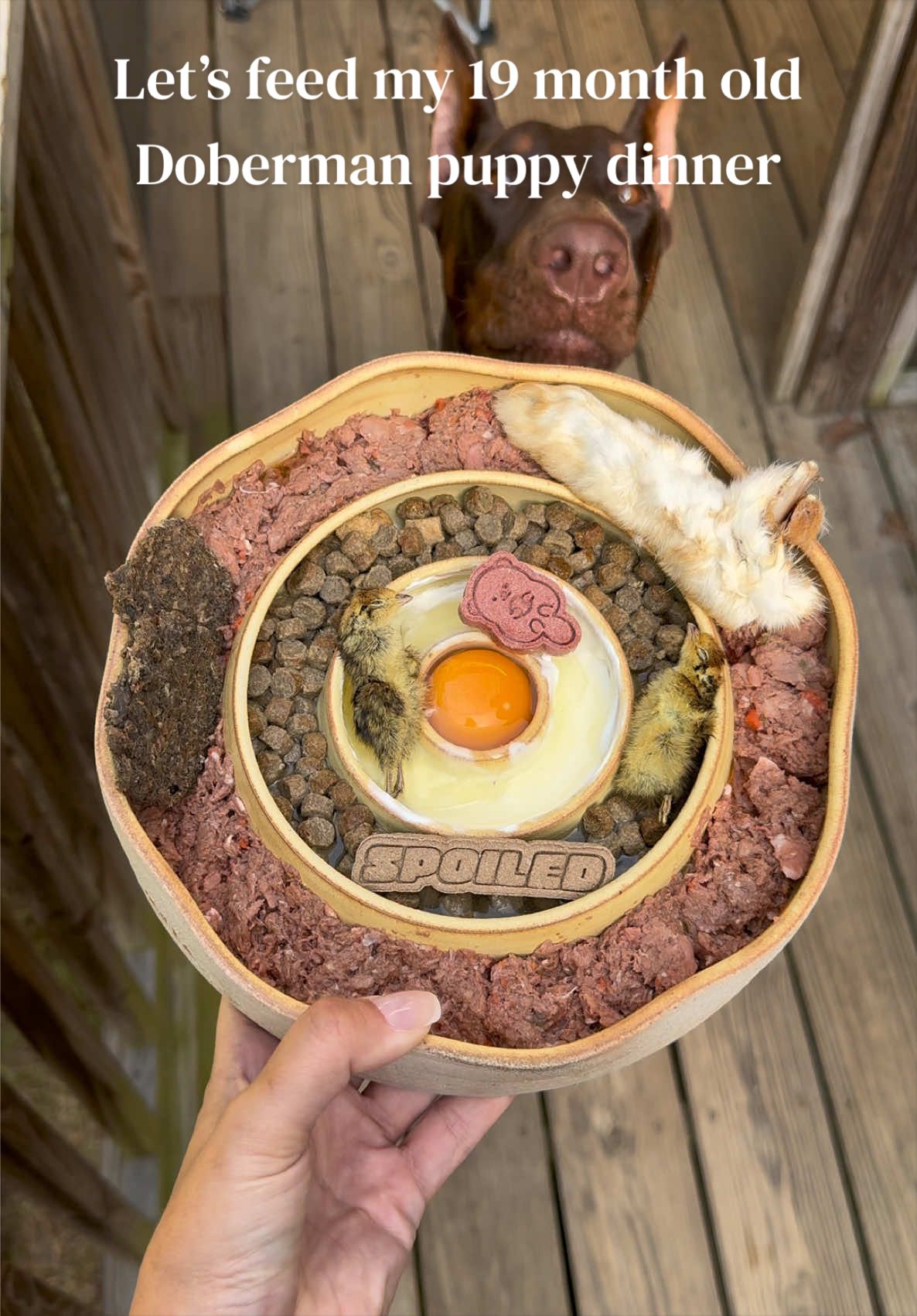 @Nala the Doberman