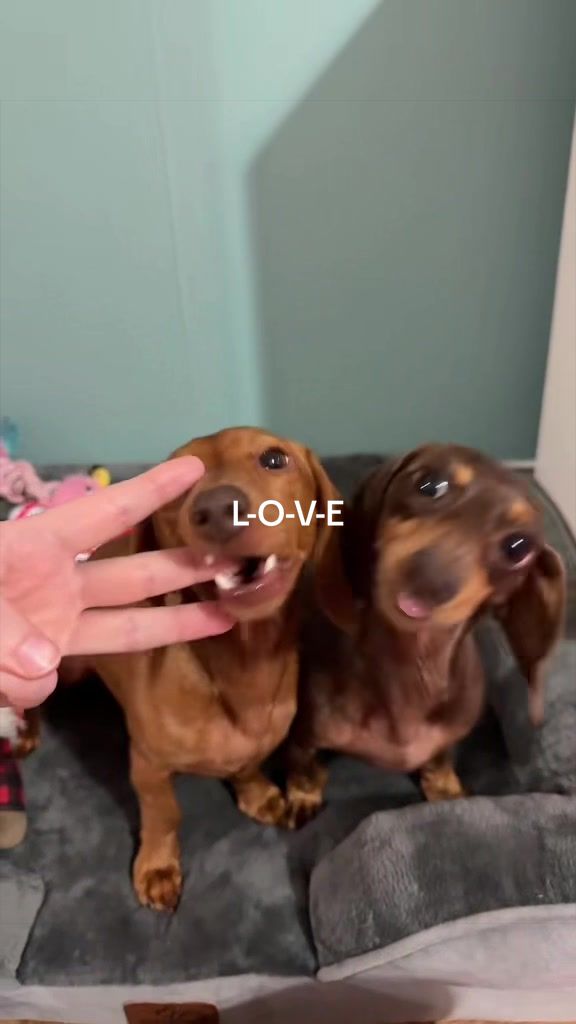@Sarah and the Peanuts