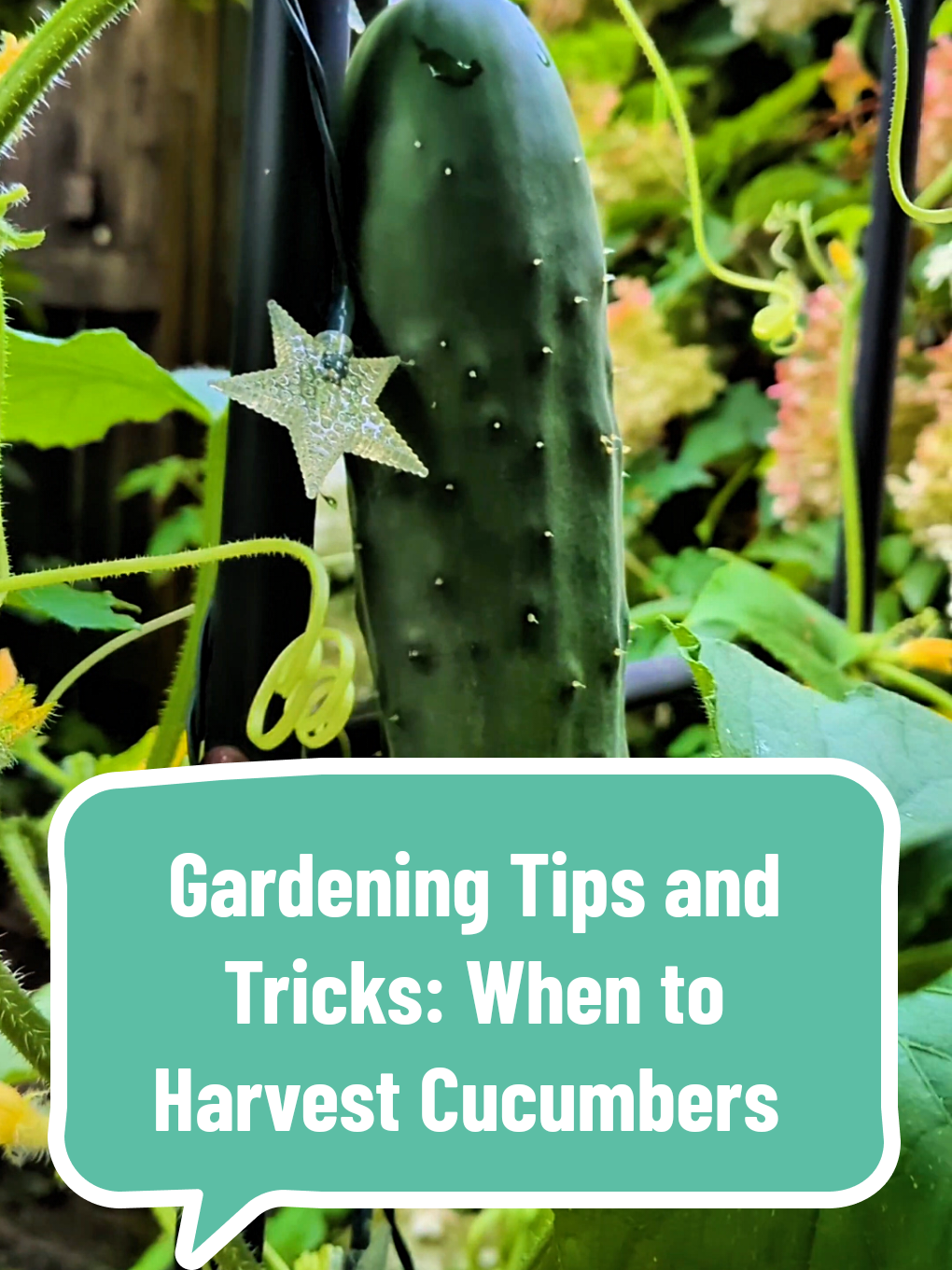 @The Plantiful Gardener