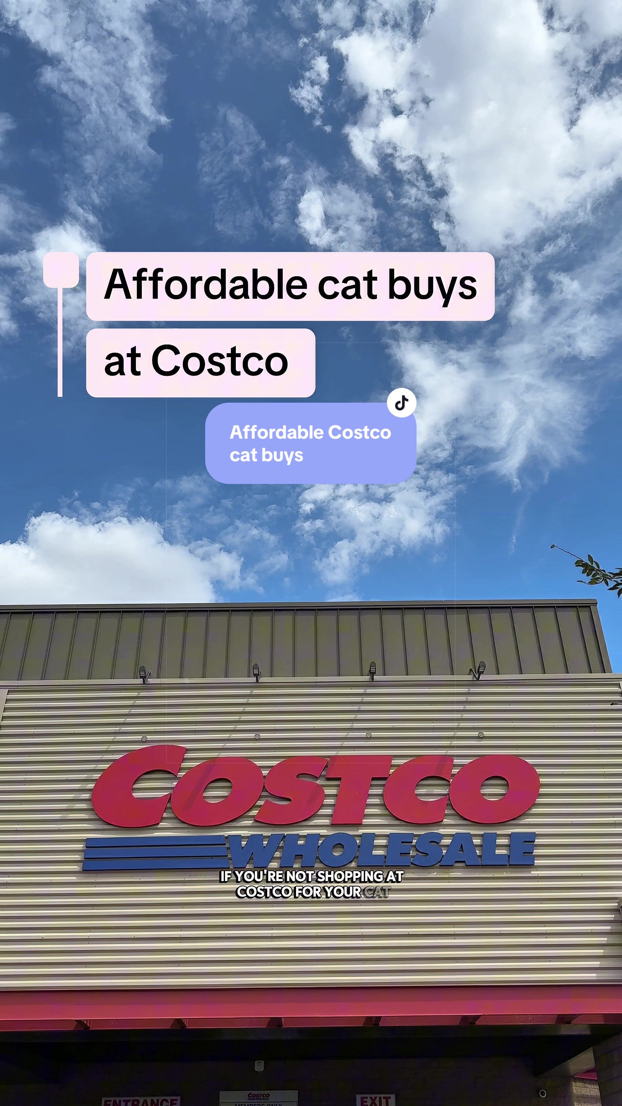 @Feminist Kitty | Cat Nutrition
