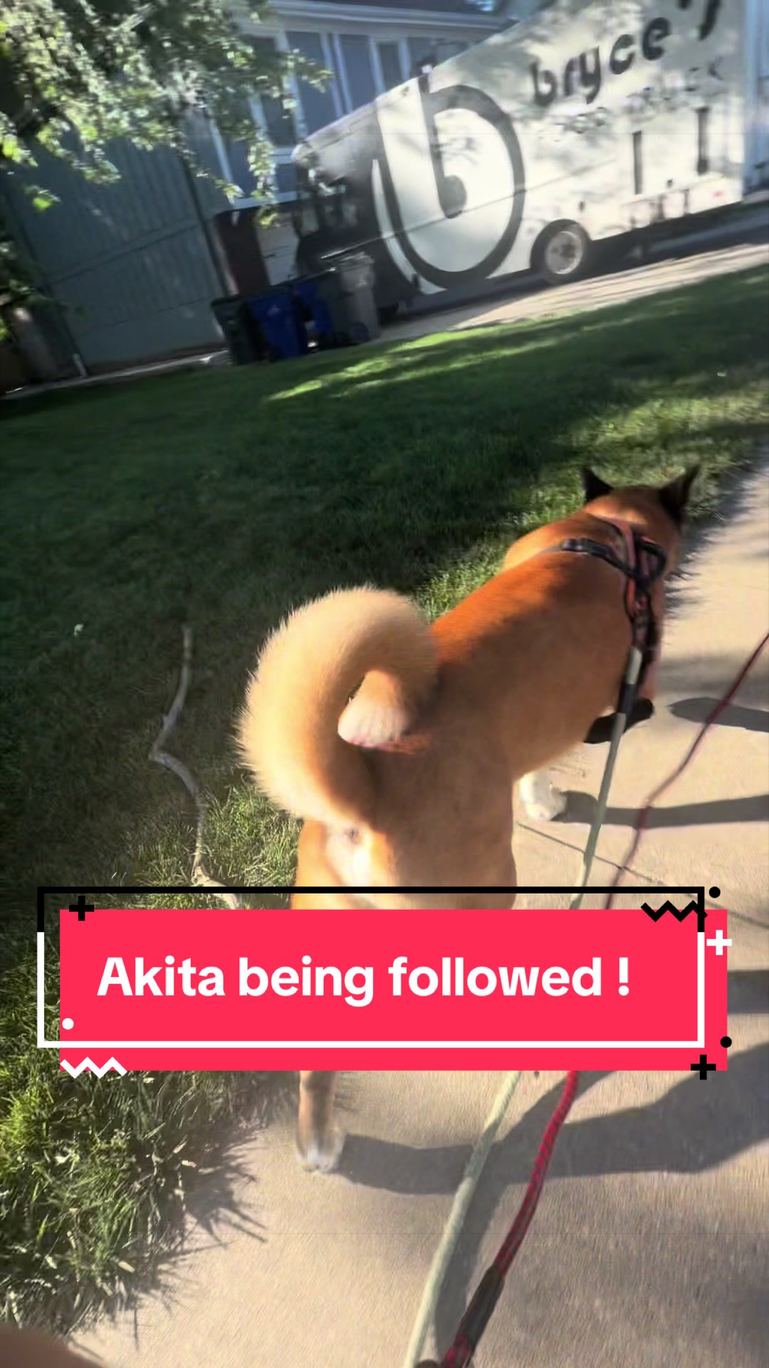 @Akita Brothers