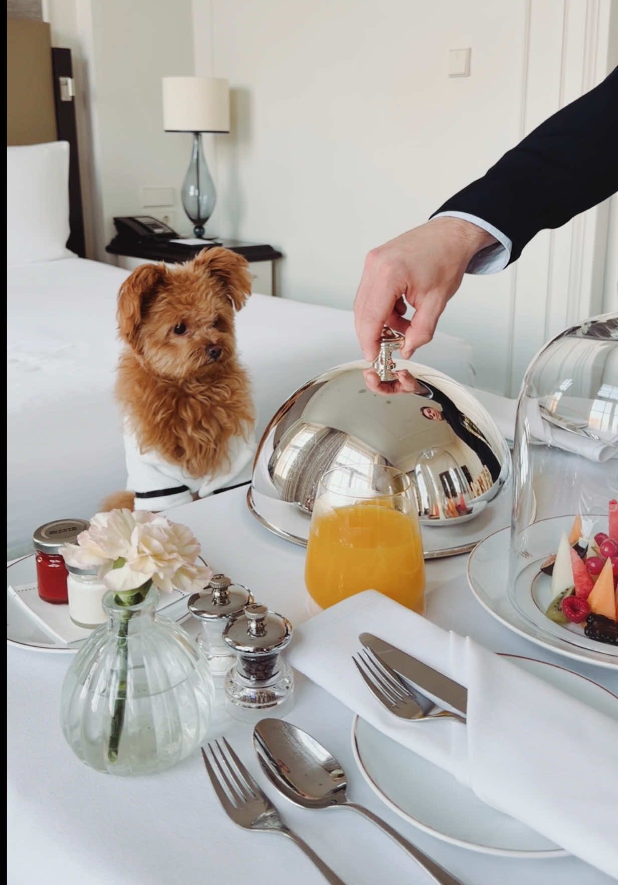 @Honey The Pomapoo 🧸