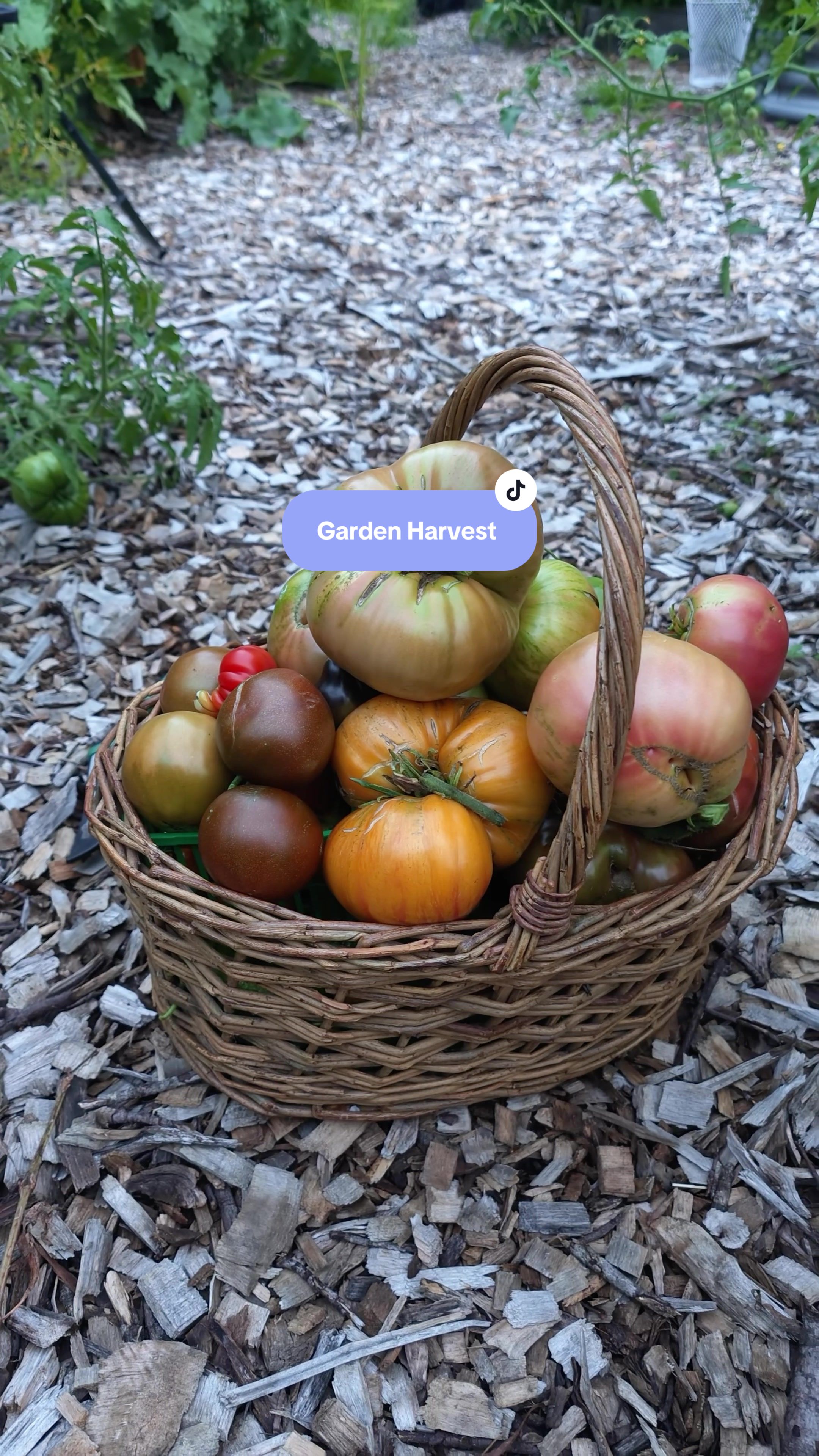 @Manica | zone 6a gardener