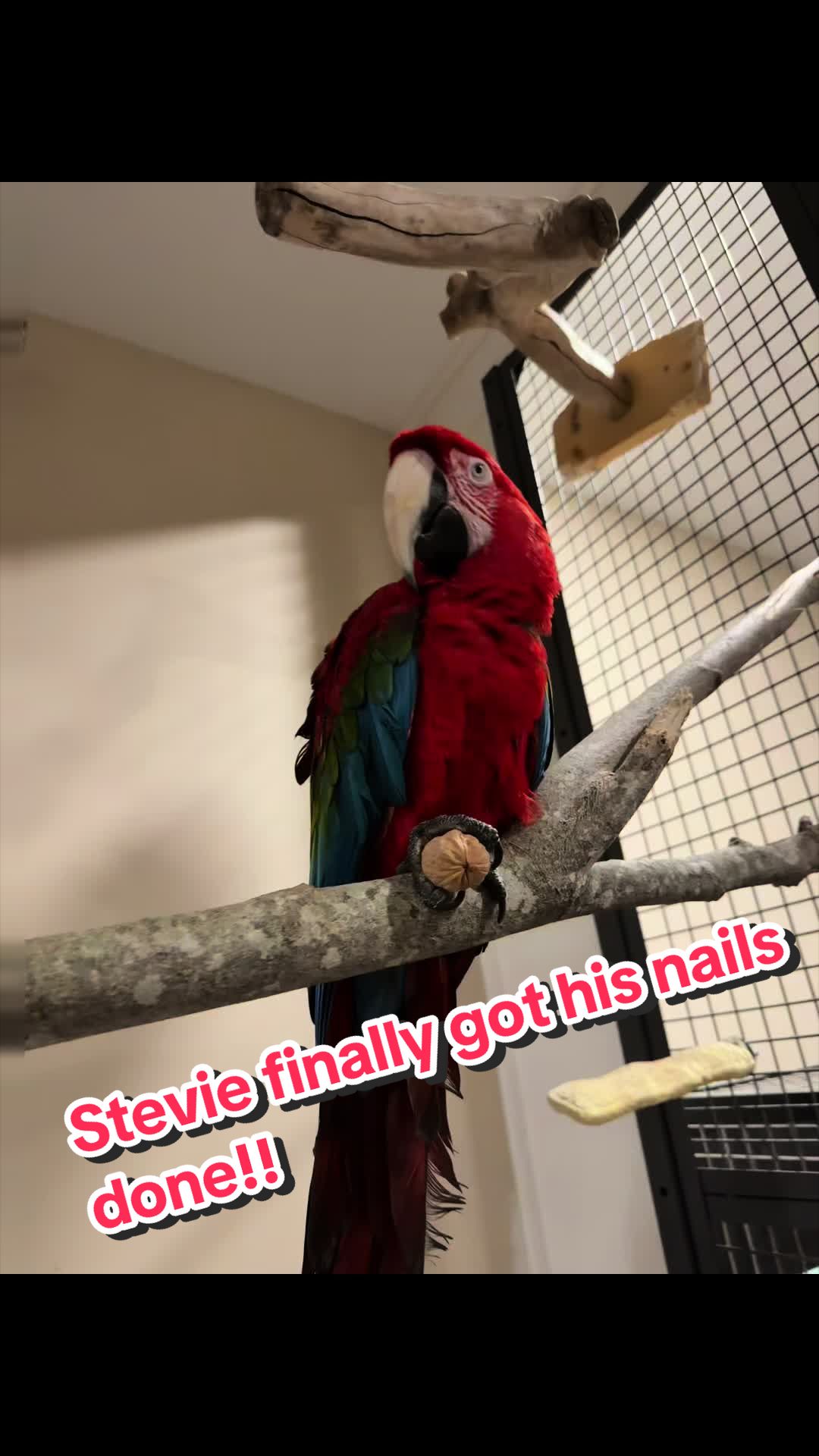 @thehinzoo